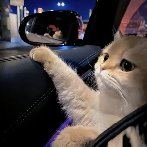 蓝手套哥训猴原版视频完整版
